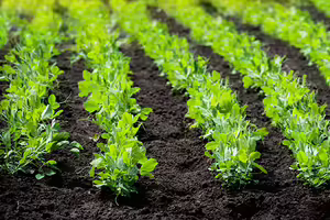 crops