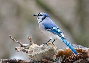 blue bird on rock