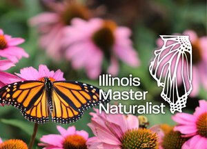 orange butterfly with Master Naturalist logo