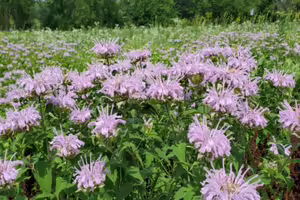 A field of wild bergamot