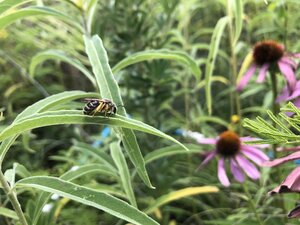 A bee on a blade of grass with some cone flowers in the background