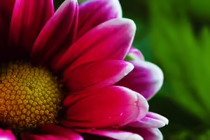 Picture of a red flower with a yellow center