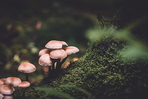 Picture of some mushrooms on a moss-covered log in a forest