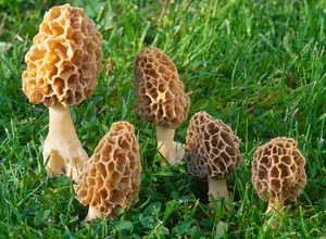 morel mushrooms