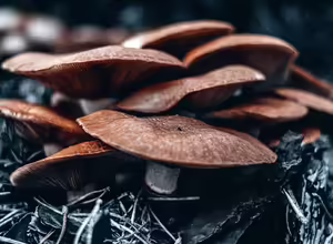 shitake mushrooms