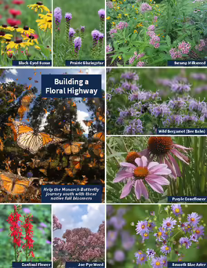 collection of flowers for gardens Building a Floral Highway