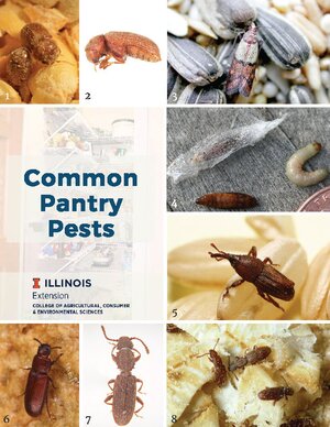common pantry pests