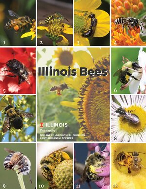 bees from Illinois