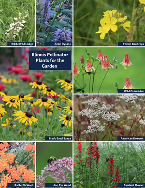 several flowers appropriate for a pollinator garden