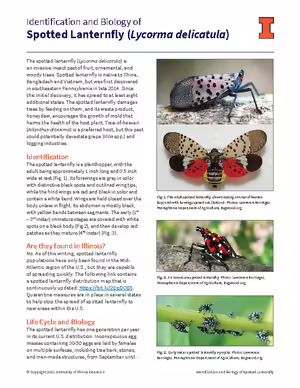 Spotted Lanternfly Invasive bug