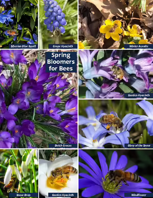 flowers that attract bees