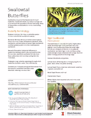 swallowtail butterflies