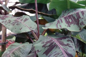 Very large green leaves with purple stipes on the leaves