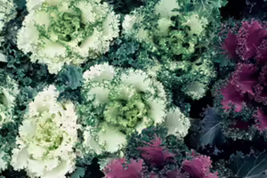 Small green and purple plants with ruffled edges