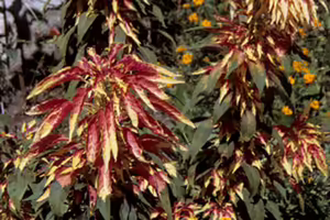 A plants with long yellow and pink leaves