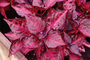 a small plant with red leaves