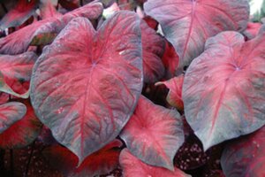 Very large red leaf with purple edges