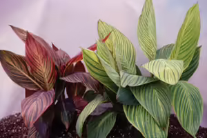 plant with long leaves with green and red accents
