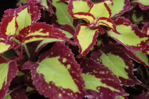 Green leaves with purple edges