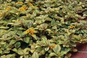 many small plants with green and yellow leaves