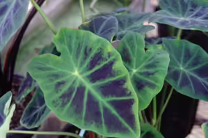 Large leaf with purple in the center