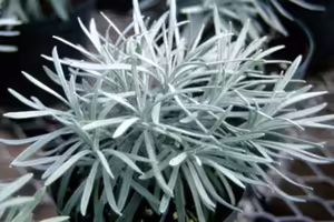 A small silver plant with many stems