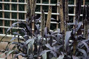 a plant  with corn like stalks with large purple leaves near the base