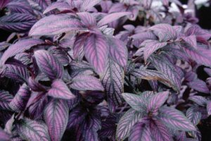 Plant with large purple leaves with green veins