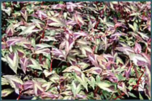 small plant with many pink and green leaves