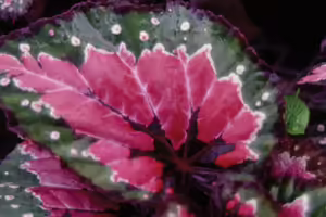 A large pink lead with green and purple edges as well as white dots