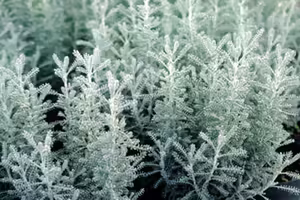 A plant with think white stalks reaching upwards
