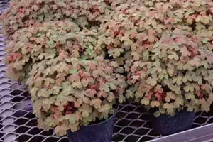 small potted plants with green and red leaves