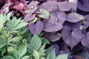 Plant with large purple leaves