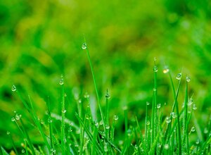 green grass with raindrop moisture on grass leaf