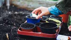 Person placing garden seeds into small, plastic pots. 