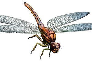 large prehistoric insects