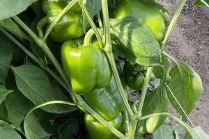 green bell pepper on plant