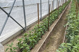 bell pepper plants in high tunnels