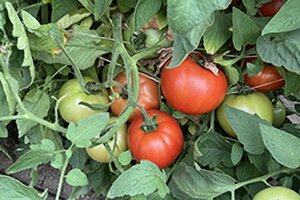red and green tomato on plant