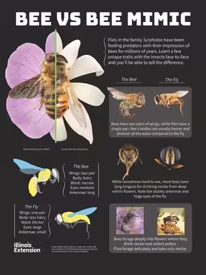 Bee vs Bee Mimic graphic