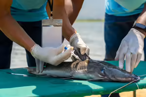 gloved hands taking a sample from a fish