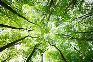 looking up at a green forest tree canopy