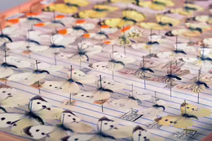 Insects pinned to a board