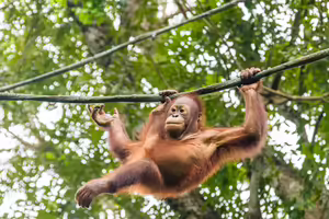 An orangutan in a tree