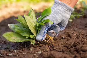 A person wearing a gardening glove while pulling a weed from the soil.