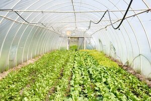 high tunnel with crops