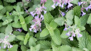 catmint leaves and flowers