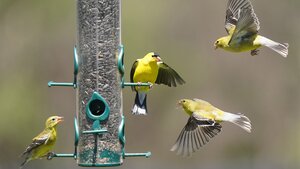 four goldfinches at birdfeeder full of black sunflower seeds