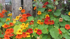 brightly-colored red, yellow, and orange nasturtiums in a home garden