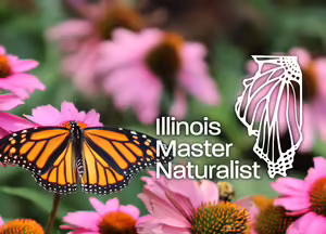 orange and black butterfly with pink flowers behind Master Naturalist logo
